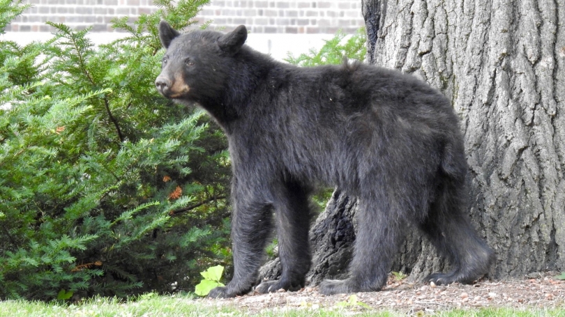 Bear in tree on campus