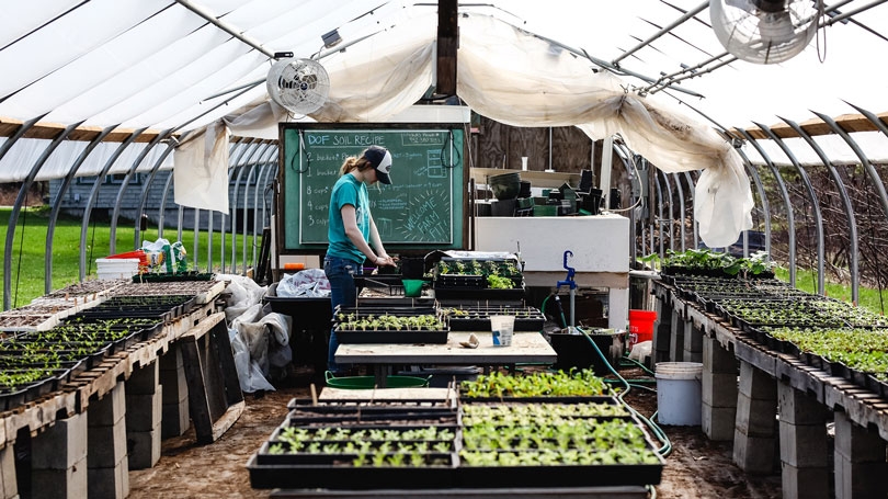 Seedlings being tended at the Organic Farm